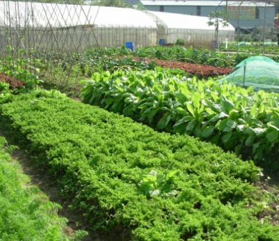 Natural farm